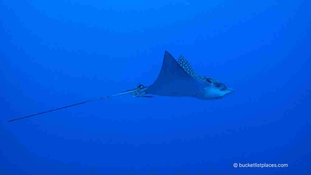 Eagle ray roatan travel guide