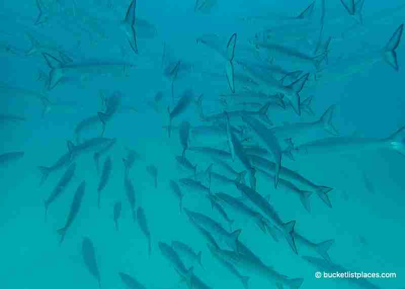Diving in Galapagos: One of the Best Places to Dive in the World 21 Diving in Galapagos surrounding by barracuda