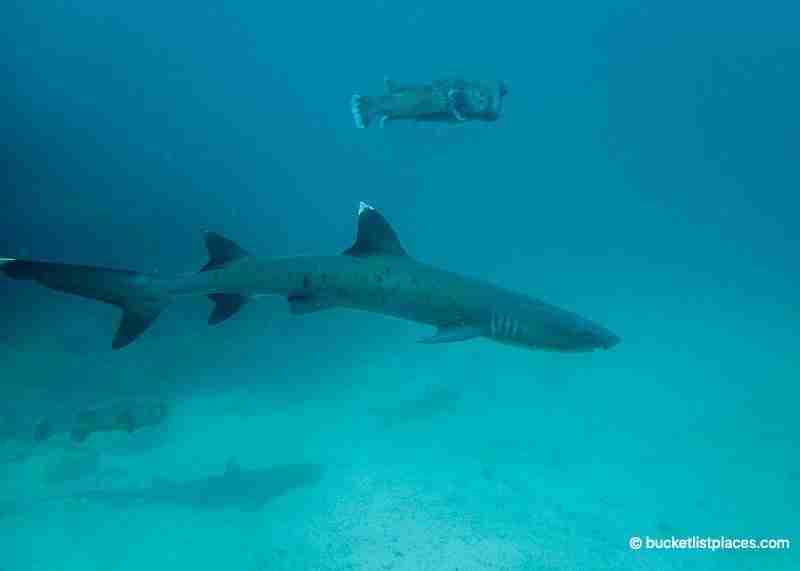 Diving in Galapagos: One of the Best Places to Dive in the World 24 White tip shark Galapagos diving