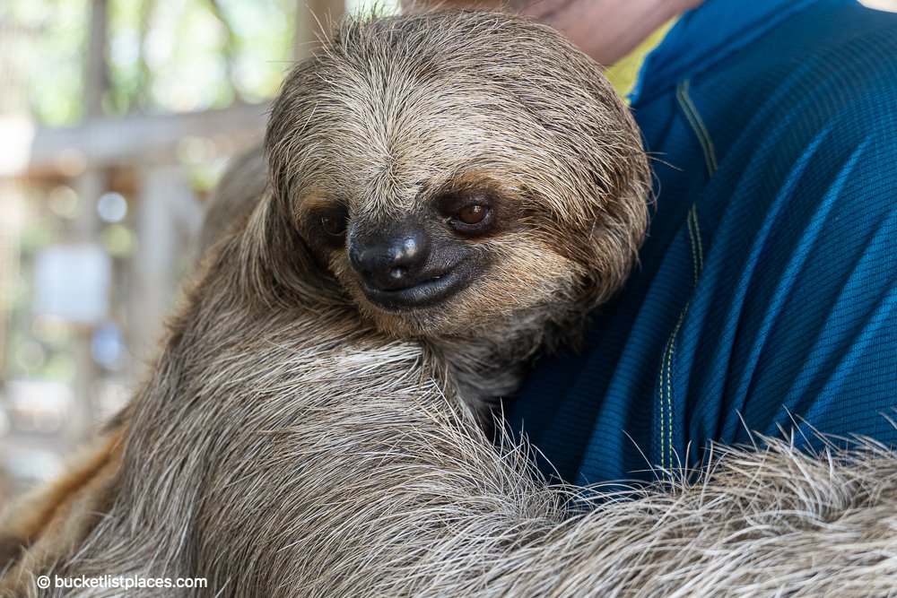 Roatán Travel Guide: Best Things to Do, Where to Stay, Eat, Drink 41 Sloth Hangout Roatan Travel Guide Best Things to Do