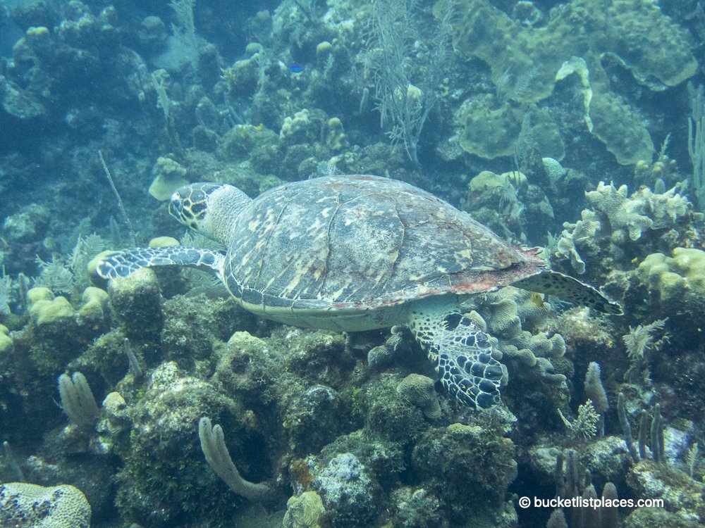 Snorkeling in Roatan Best Things to Do