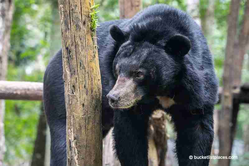 best things to do in laos bear sanctuary luang prabang