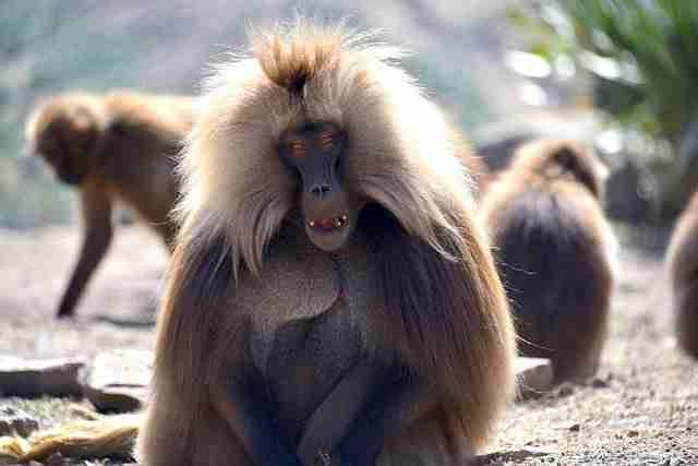 Most Beautiful Places in Ethiopia: Ultimate Travel Guide 29 Simien Mountains Most Beautiful Places in Ethiopia