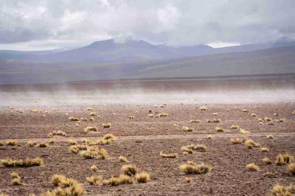 How the Atacama Desert Has Been Painted Pink with Flowers