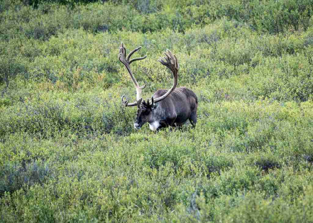 Alaska road trip itinerary Denali National Park