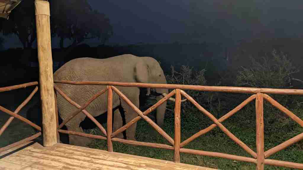 Elephant visiting luxury safari lodge Samburu National Reserve