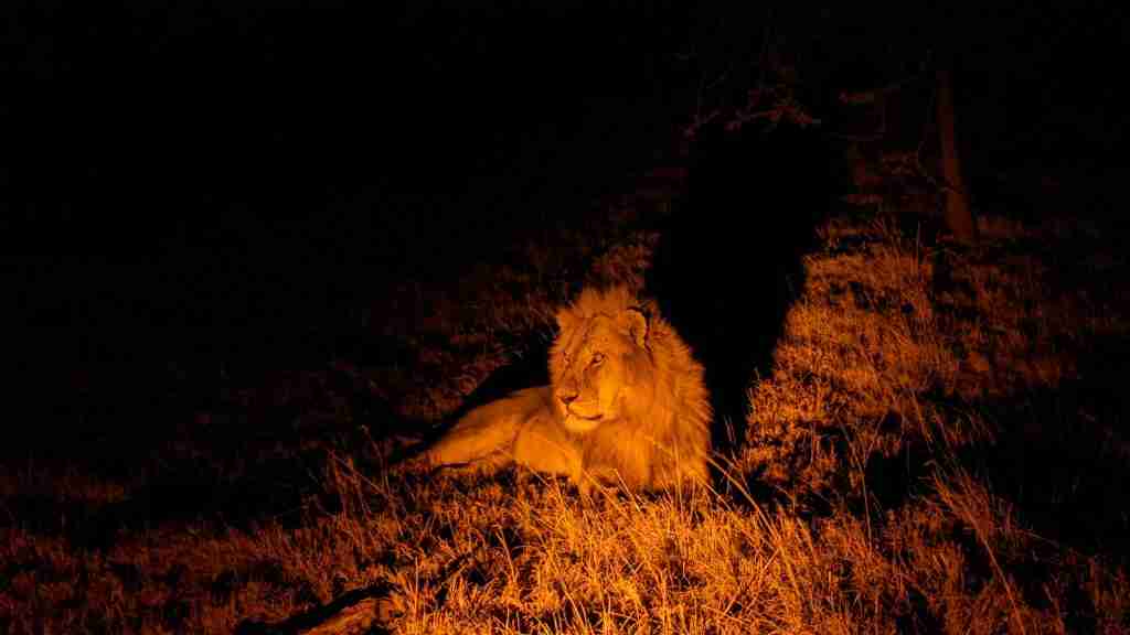 Naboisho Mara Conservancy Kenya Lion Night Shot