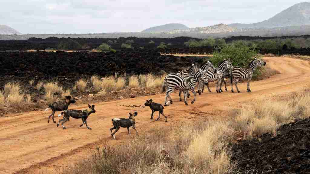 Kenya Tsavo West Wild Dogs