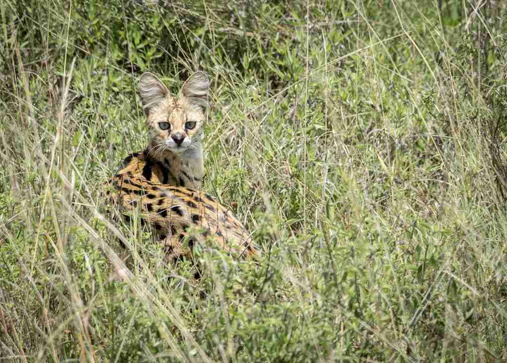 Nairobi National Park Kenya Cerval Cat